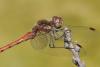 Sympetrum striolatum